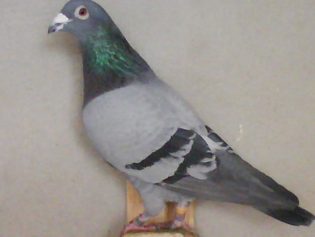 571 - 07 Macho reprodutor Excelente voador , cedido pelo Sr Diamantino Ramalho Linhagens antigas